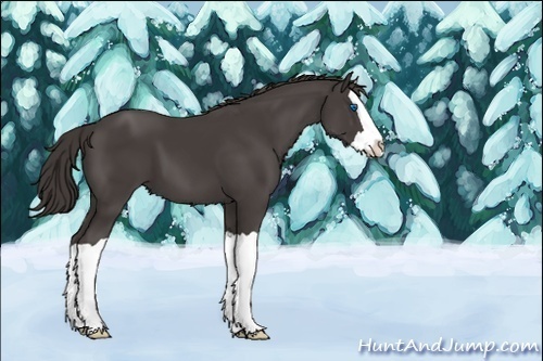 Horse Color:Unknown 