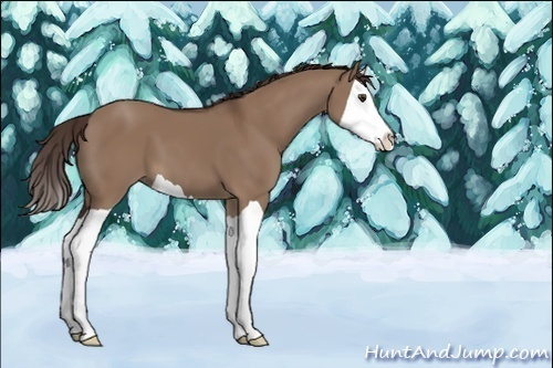 Horse Color:Unknown 