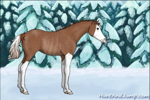 Horse Color:Unknown 