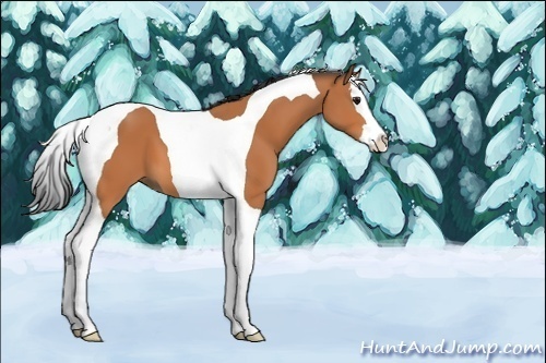 Horse Color:Unknown 