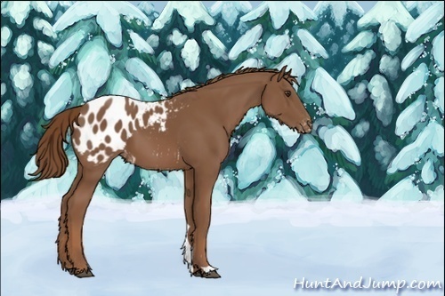 Horse Color:Unknown 
