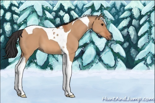 Horse Color:Unknown 