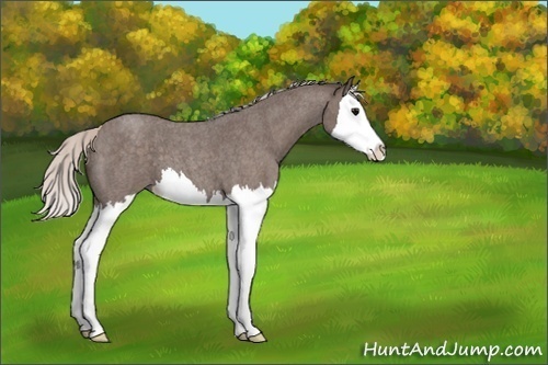 Horse Color:Unknown 