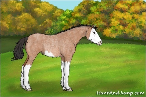 Horse Color:Unknown 