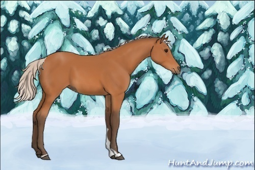Horse Color:Unknown 