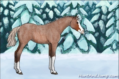 Horse Color:Unknown 