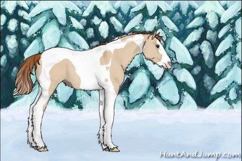 Horse Color:Unknown 