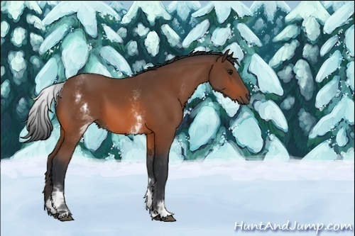 Horse Color:Unknown 