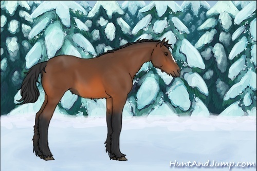 Horse Color:Unknown 