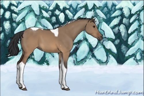 Horse Color:Unknown 