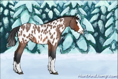 Horse Color:Unknown 