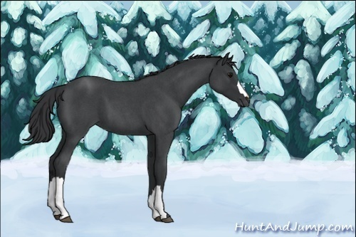 Horse Color:Unknown 