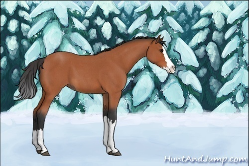 Horse Color:Unknown 