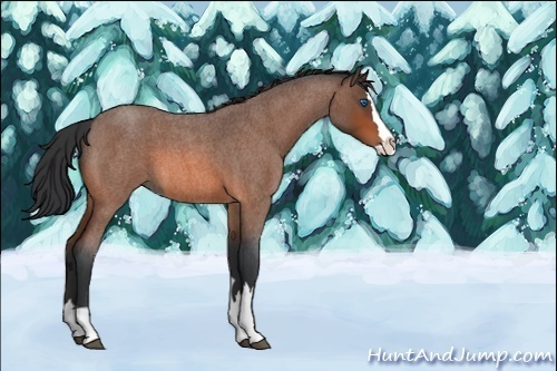 Horse Color:Unknown 
