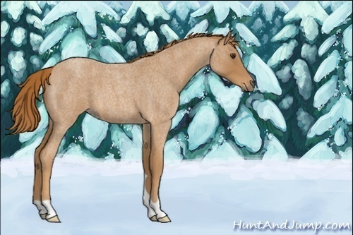 Horse Color:Unknown 