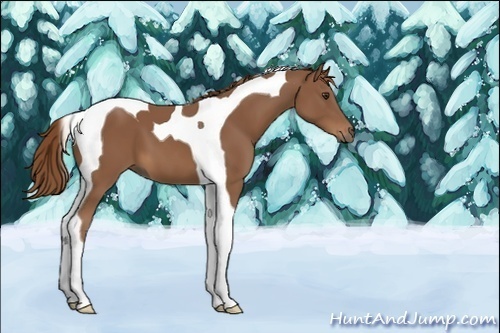 Horse Color:Unknown 