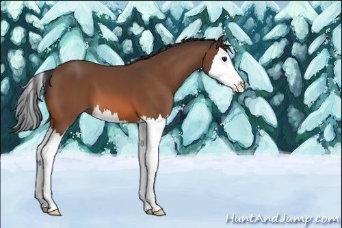 Horse Color:Unknown 