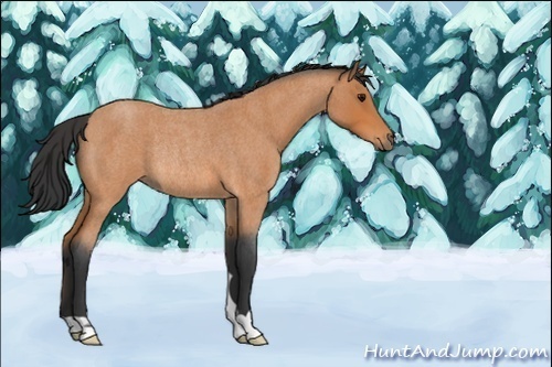 Horse Color:Unknown 