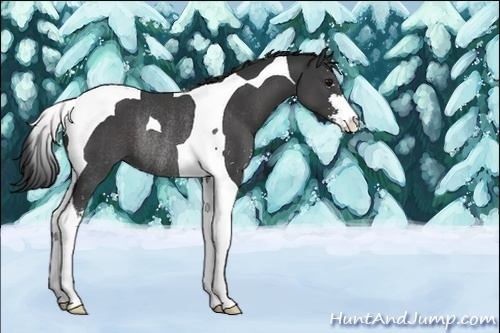 Horse Color:Unknown 