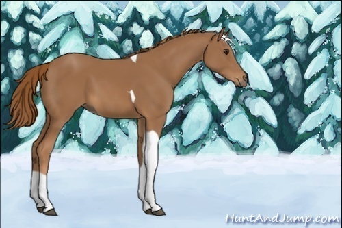Horse Color:Unknown 