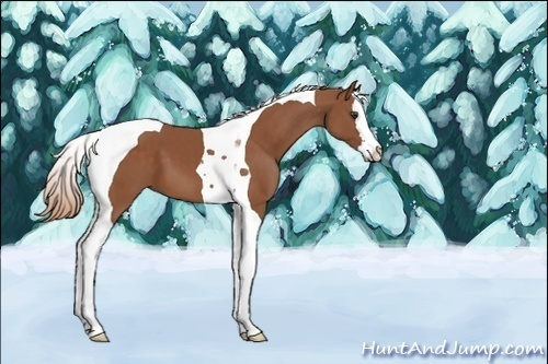 Horse Color:Unknown 