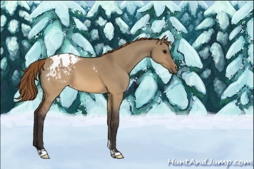 Horse Color:Unknown 