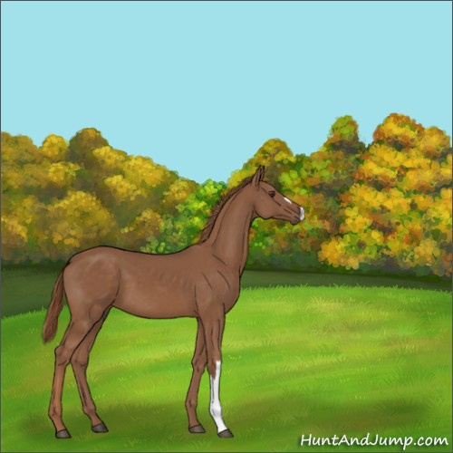 Horse Color:Unknown 
