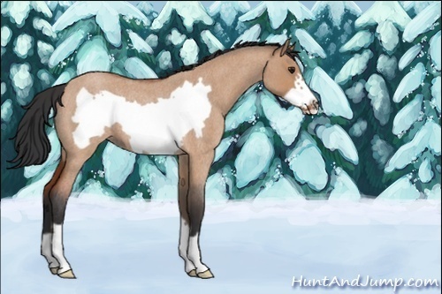 Horse Color:Unknown 