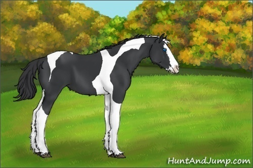 Horse Color:Unknown 