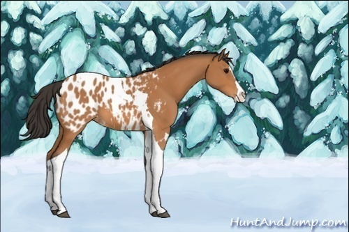 Horse Color:Unknown 