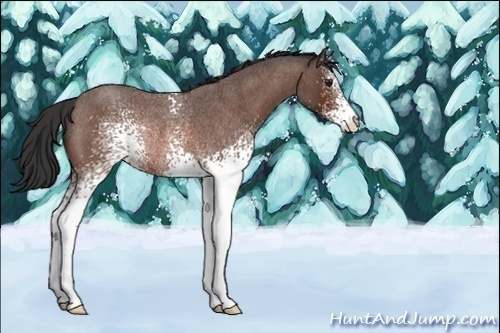 Horse Color:Unknown 