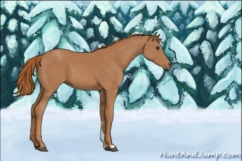 Horse Color:Unknown 