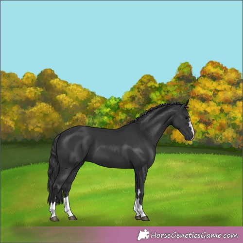 Horse Color:Black 