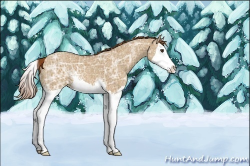 Horse Color:Red Dun Ice Splash 