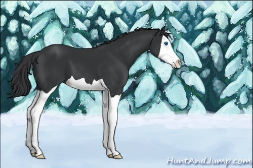 Horse Color:Black Splash 
