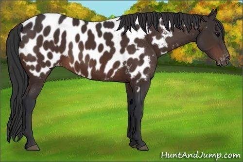 Horse Color:Brown Appaloosa 