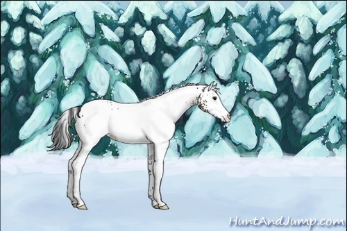 Horse Color:White Spotted Brown Appaloosa 