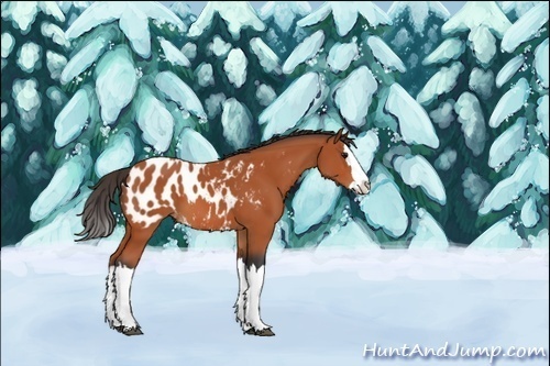 Horse Color:Bay Splash Appaloosa 