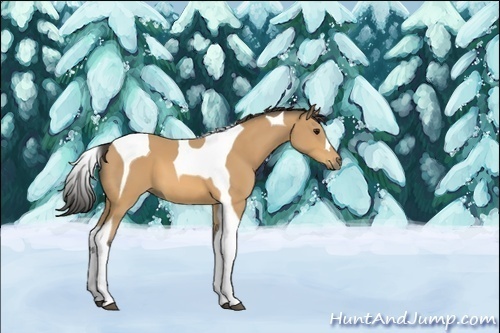Horse Color:Buckskin Tobiano 