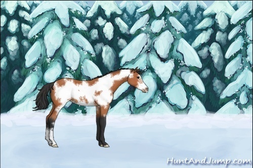 Horse Color:Bay Frame 