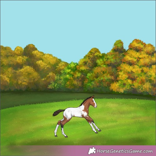 Horse Color:Bay Splash Snowcap 