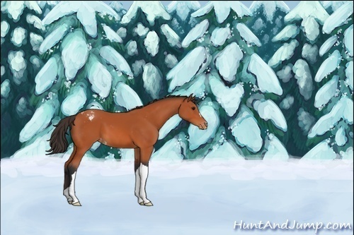 Horse Color:Bay Appaloosa 