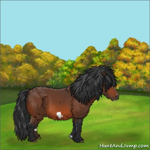 Horse Color:Bay Frame 
