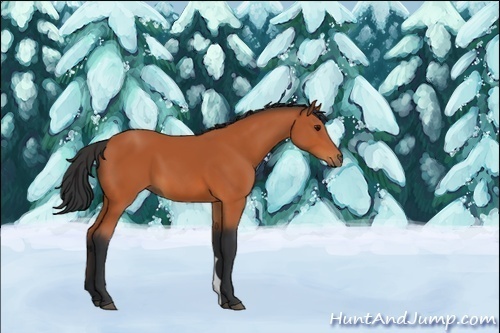 Horse Color:Bay 