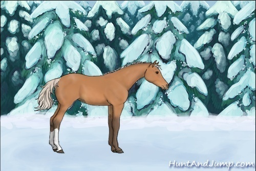 Horse Color:Silver Bay 