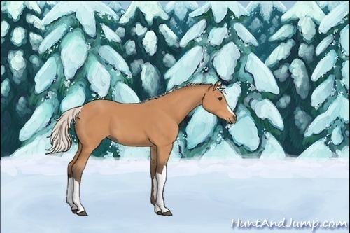 Horse Color:Silver Bay 