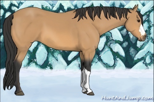Horse Color:Unknown 