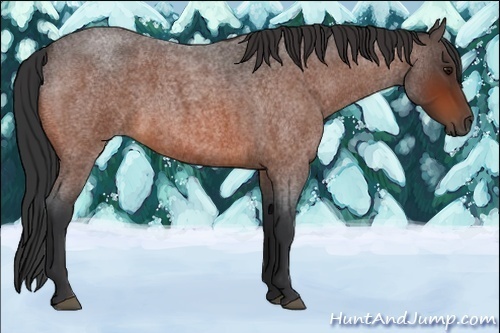 Horse Color:Unknown 