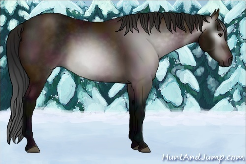 Horse Color:Gray Midnight Bay 