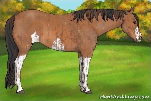 Horse Color:Chestnut  and Bay 